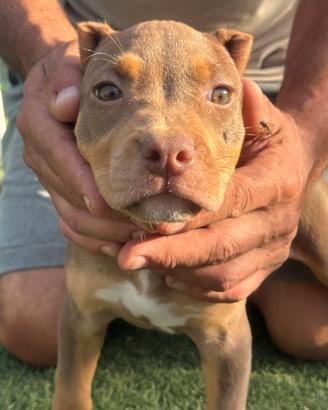 American pitbull tricolore
