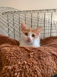 Cucciolo dolcissimo abbandonato