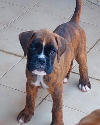 Cuccioli di boxer con pedigree