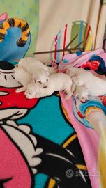 Cuccioli i maltese