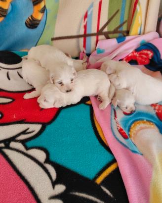 Cuccioli i maltese