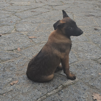 CUCCIOLA di malinois - FEMMINA