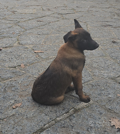 CUCCIOLA di malinois - FEMMINA