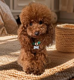 Barboncino toy 25 a garrese disponibile per monte