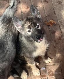 Cuccioli di Siberian Husky con pedigree