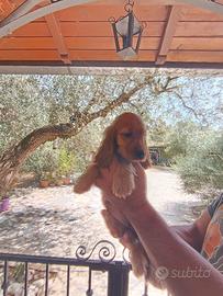 cocker Spanish con pedigree 