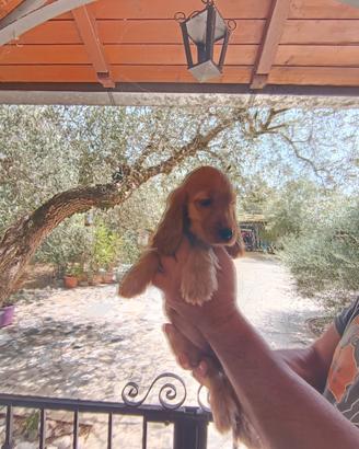 cocker Spanish con pedigree 