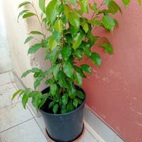 Pianta ficus Benjamin 