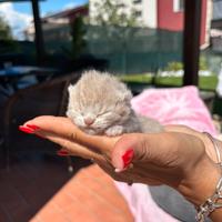 British shorthair lillac golden