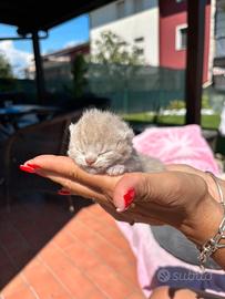 British shorthair lillac golden