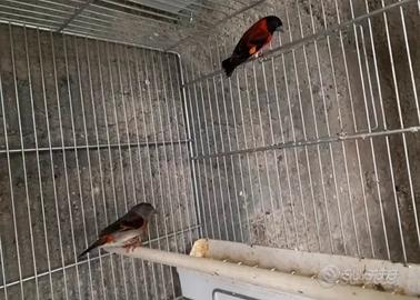 Cardinalini ancestrali coppia