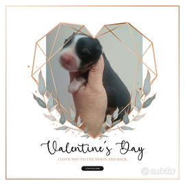 Pastore Australiano pedigree ENCI