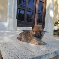 Cuccioli di volpino