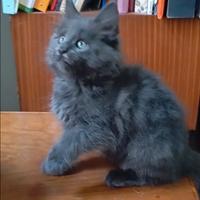 Maine Coon Cuccioli Blu pedigree