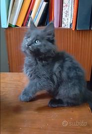 Maine Coon Cuccioli Blu pedigree