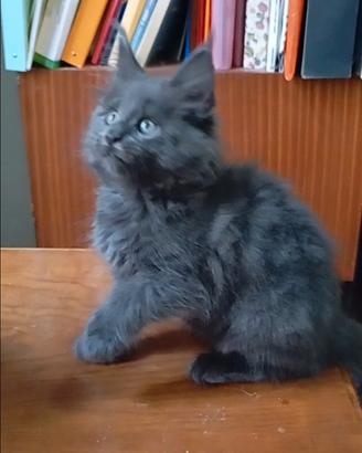 Maine Coon Cuccioli Blu pedigree