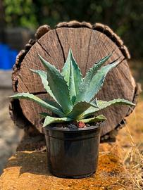 Agave americana