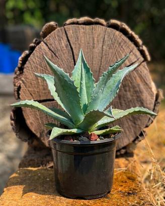 Agave americana