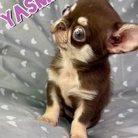 Femmina strepitosa chihuahua thailandese pedigree