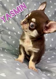 Femmina strepitosa chihuahua thailandese pedigree