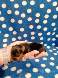 Yorkshire cuccioli maschi