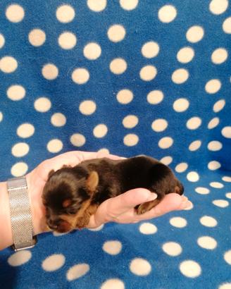 Yorkshire cuccioli maschi