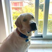 Labrador maschio per accoppiamento Con pedigree)