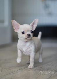 Cuccioli di Chihuahua Maschi e Femmine