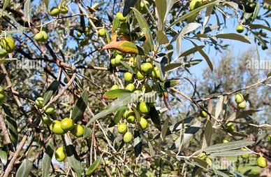 Terreno con alberi di ulivo e deposito in pietra
