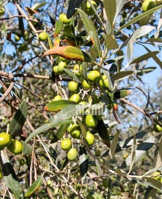 Terreno con alberi di ulivo e deposito in pietra