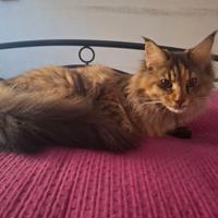 Femminuccia Main Coon 12 mesi disponibile