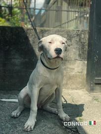 Cucciolo di dogo argentino