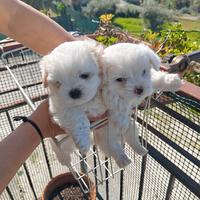 Cuccioli maltesi purissimi