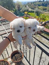 Cuccioli maltesi purissimi