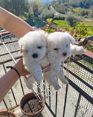 Cuccioli maltesi purissimi