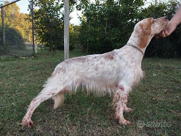 Setter Inglese