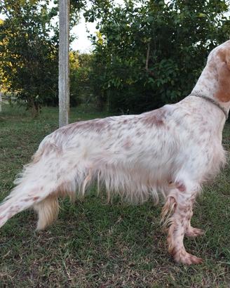 Setter Inglese