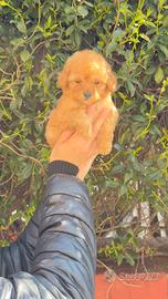 BARBONCINO MASCHIO RED TOY "mini"