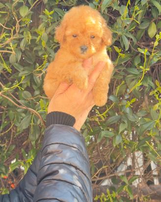 BARBONCINO MASCHIO RED TOY "mini"