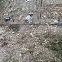 Pastore asia centrale