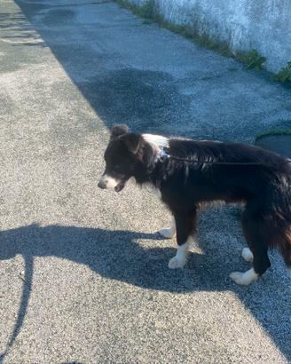 Border collie