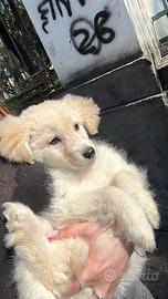 Cucciolo di cane meticcio