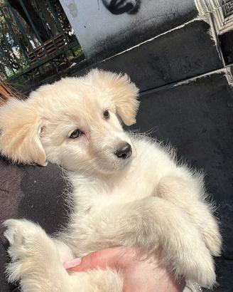 Cucciolo di cane meticcio