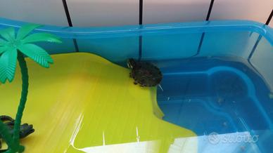 Tartaruga Acqua 5 cm