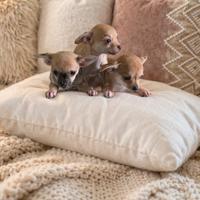 Chihuahua