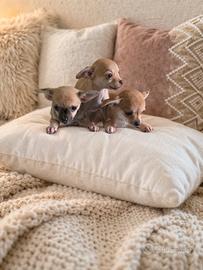Chihuahua