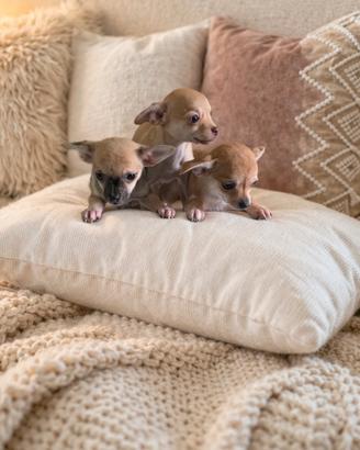 Chihuahua