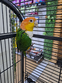 Caicco testa gialla coppia