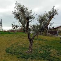 OLIVI ANNI 40 DA PRODUZIONE O ORNAMENTI 