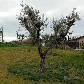 OLIVI ANNI 40 DA PRODUZIONE O ORNAMENTI 